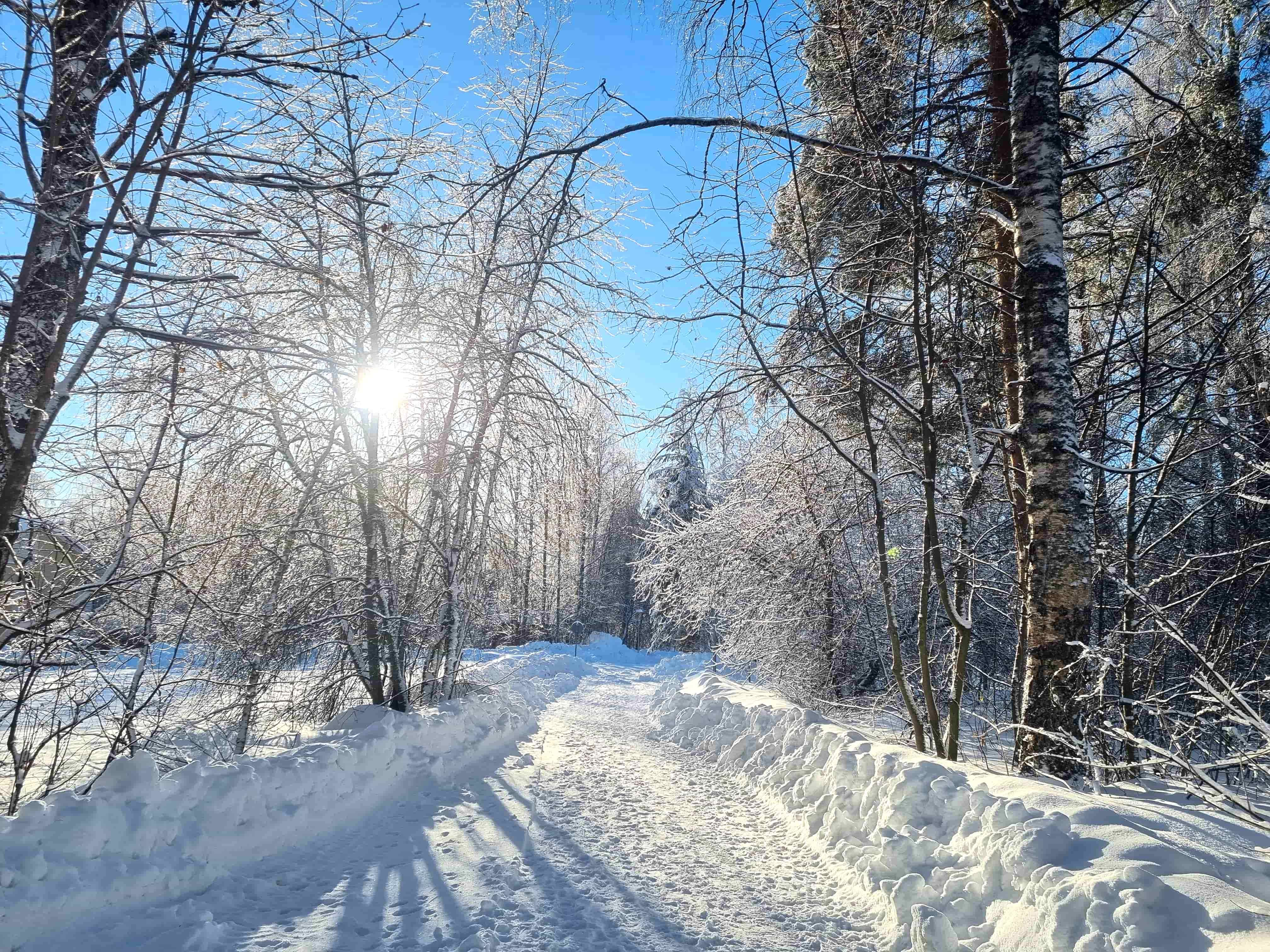 Forest view from Finland